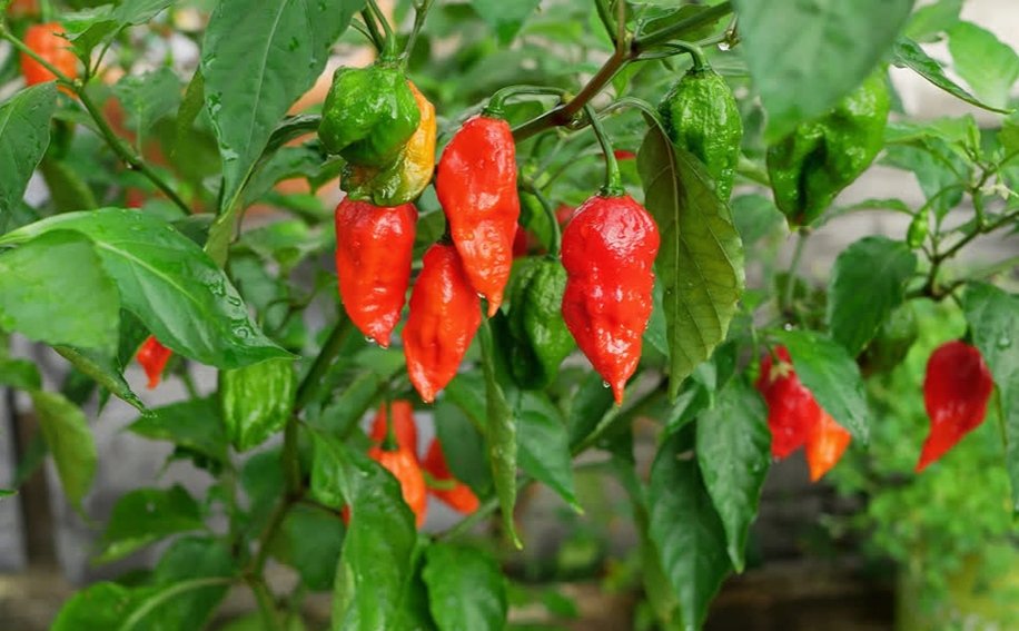 Benefits of King Chilli