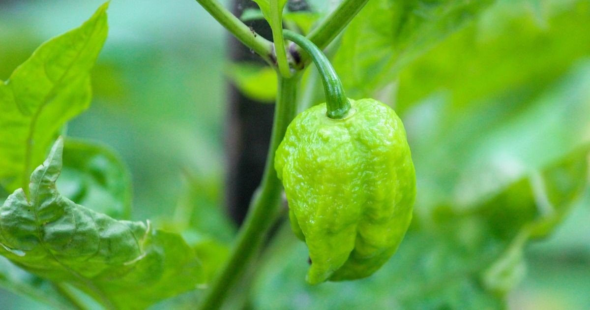 Benefits of King Chilli