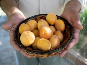 apricot for kidney patients