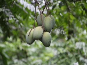 Eating raw mango during pregnancy